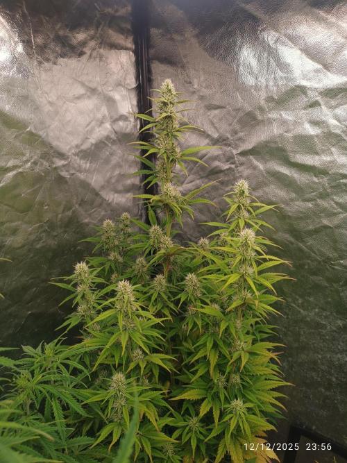 Frostbanger auto. Week 7