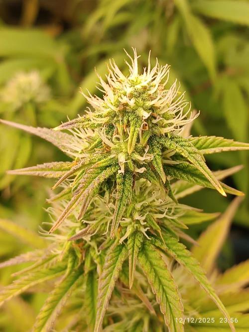 Frostbanger auto. Week 7