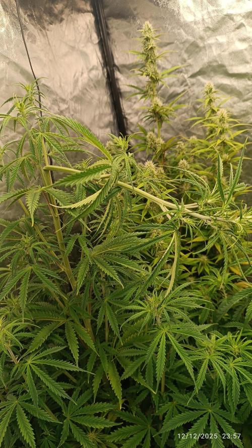 Runtz korngarden Shop. Week 6