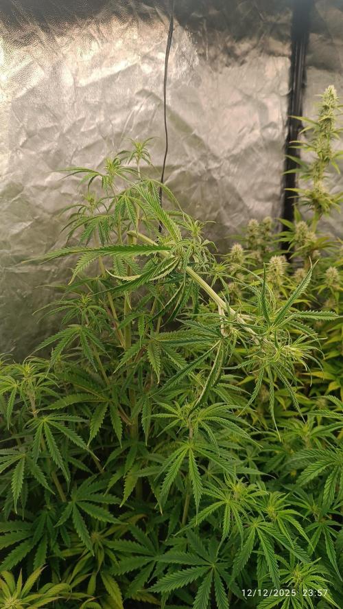 Runtz korngarden Shop. Week 6 - Dopo un paio d'ore sta già tornando al in su verso la Luce... 💪