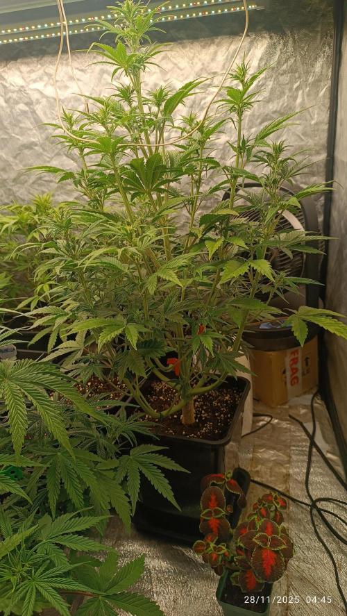 Strawberry 🍓 gorilla 🦍  auto. Week 4