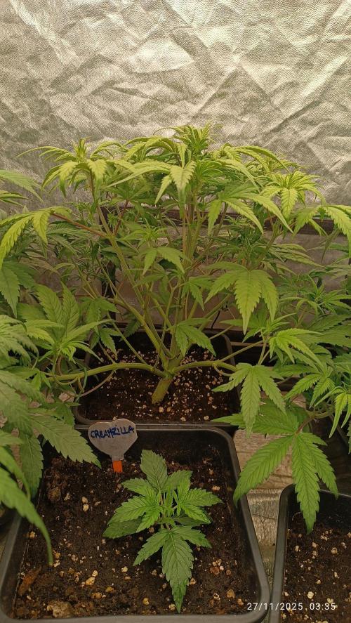 Strawberry 🍓 gorilla 🦍  auto. Week 4