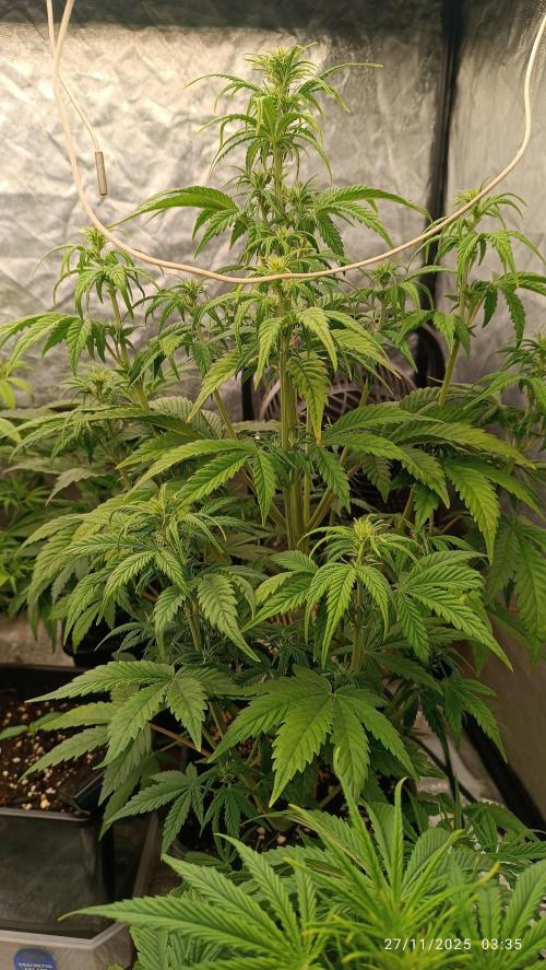 Strawberry 🍓 gorilla 🦍  auto. Week 4