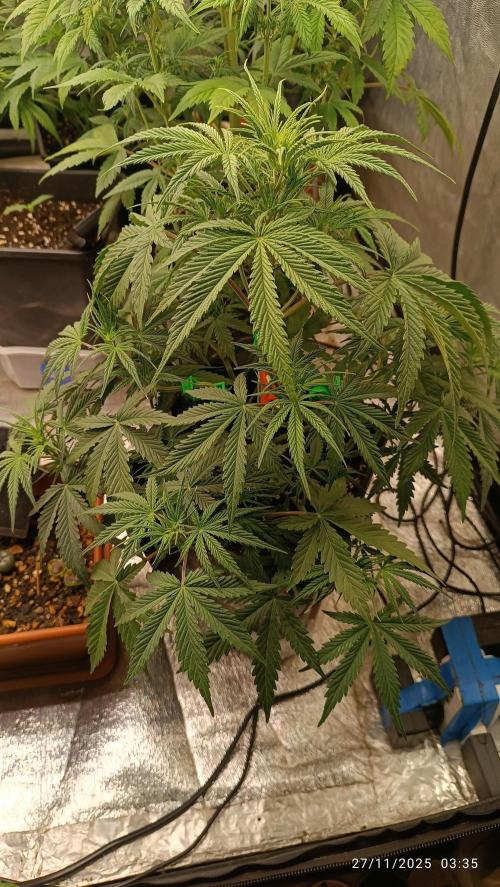 Strawberry 🍓 gorilla 🦍  auto. Week 4