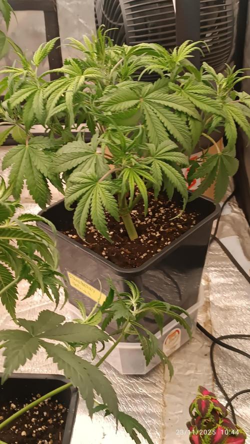 Strawberry 🍓 gorilla 🦍  auto. Week 4