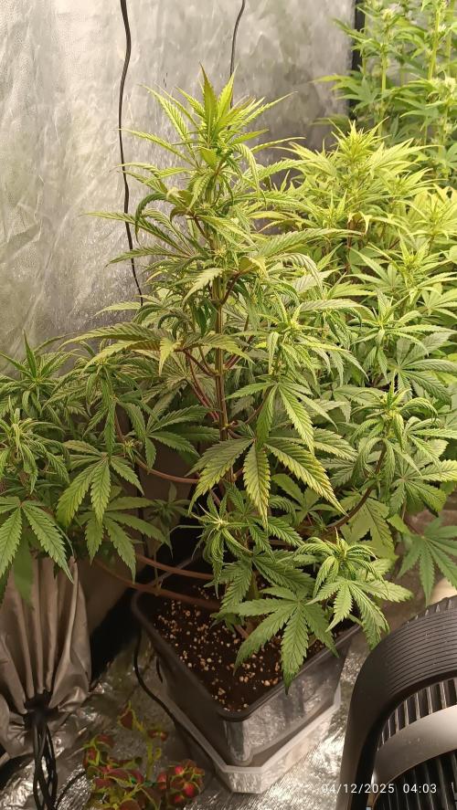 Strawberry 🍓 gorilla 🦍  auto. Week 5