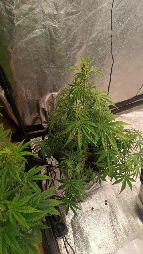 Strawberry 🍓 gorilla 🦍  auto. Week 5