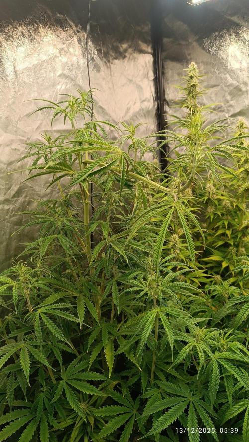 Runtz korngarden Shop. Week 6