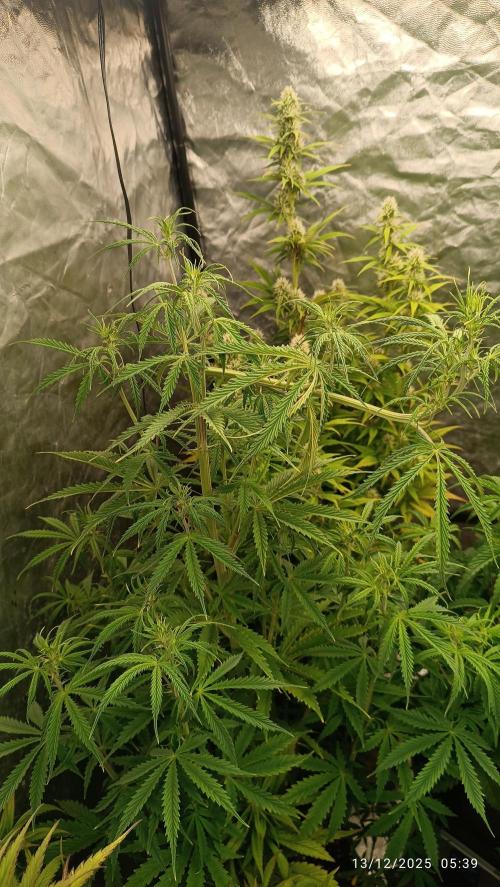 Runtz korngarden Shop. Week 6