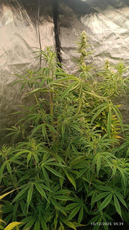 Runtz korngarden Shop. Week 6