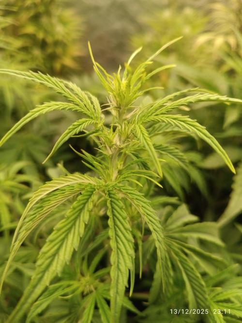 Runtz korngarden Shop. Week 6