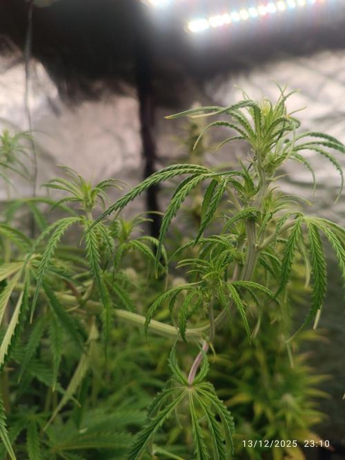 Runtz korngarden Shop. Week 6