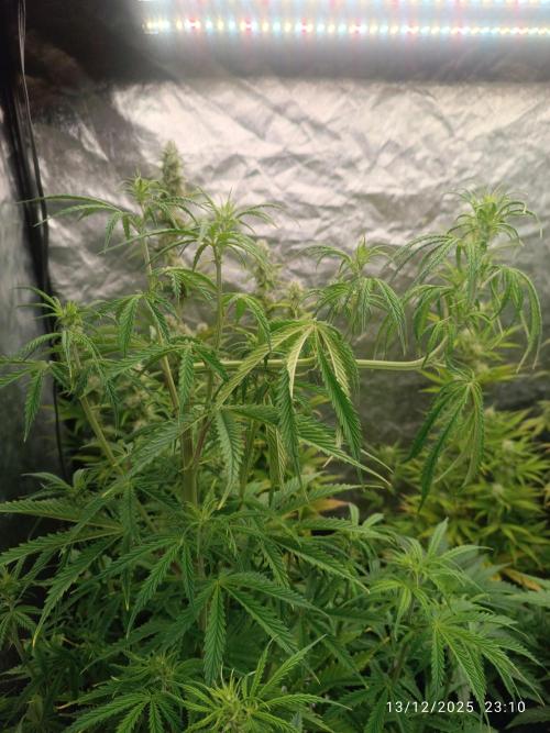 Runtz korngarden Shop. Week 6