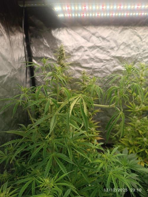 Runtz korngarden Shop. Week 6