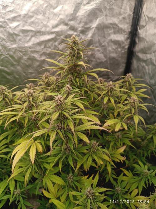 Strawberry 🍓 gorilla 🦍  auto. Week 6