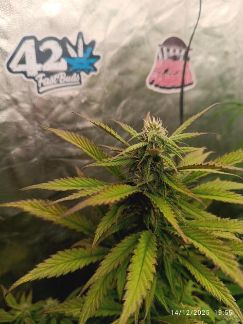 Strawberry 🍓 gorilla 🦍  auto. Week 6