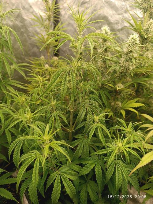 Prova nuova terapia CREAMZILLA. Week 5