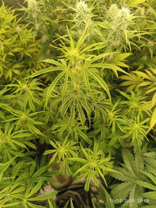 Prova nuova terapia CREAMZILLA. Week 5