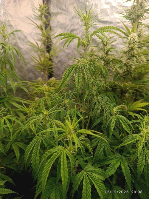 Prova nuova terapia CREAMZILLA. Week 5