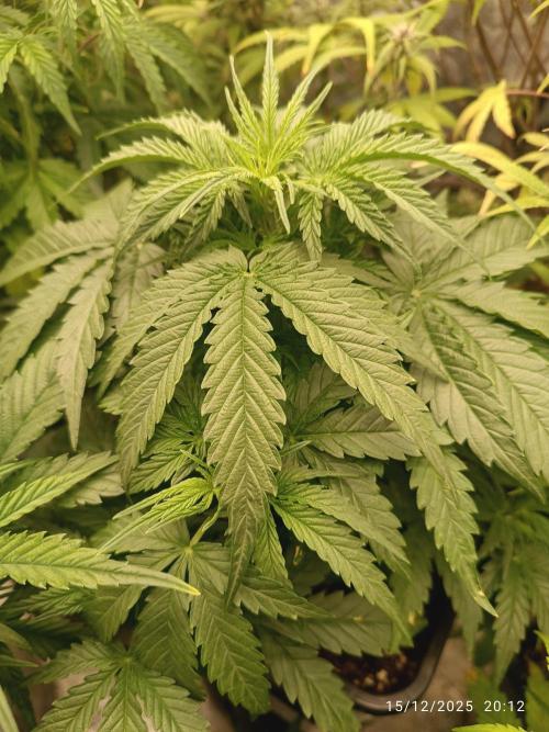 Prova nuova terapia CREAMZILLA. Week 5