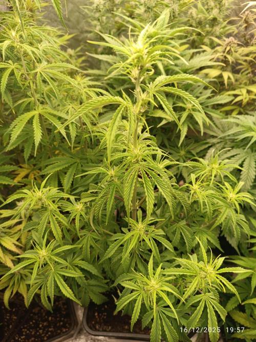 Prova nuova terapia CREAMZILLA. Week 6