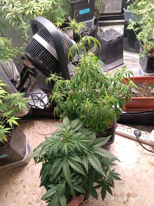 Prova nuova terapia CREAMZILLA. Week 6