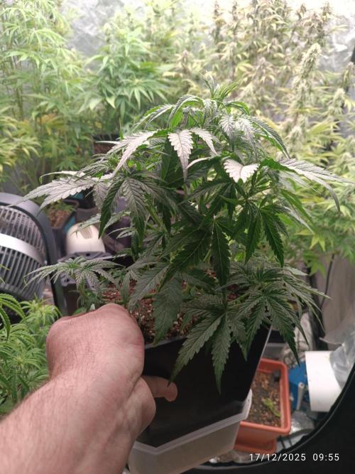 Prova nuova terapia CREAMZILLA. Week 6