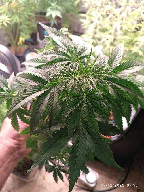 Prova nuova terapia CREAMZILLA. Week 6