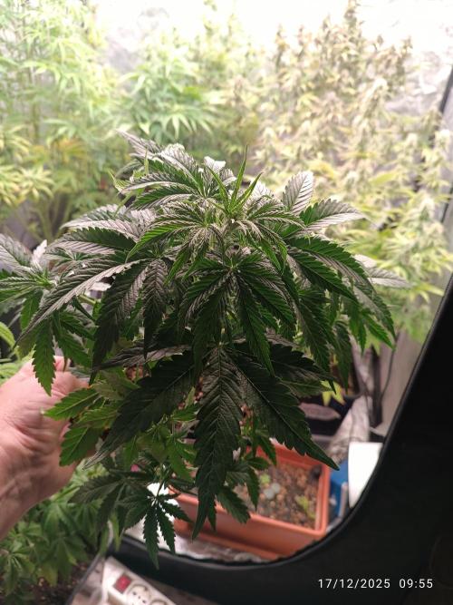 Prova nuova terapia CREAMZILLA. Week 6