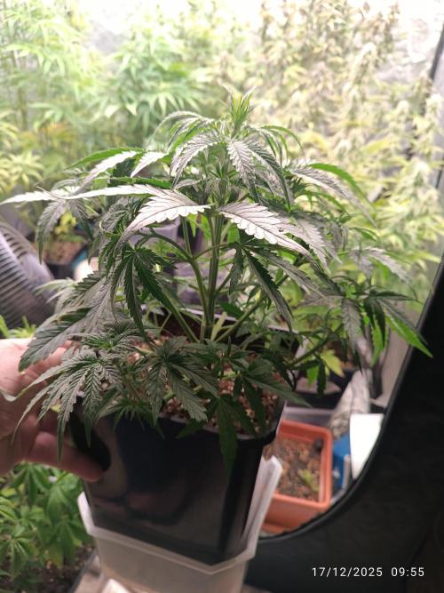 Prova nuova terapia CREAMZILLA. Week 6