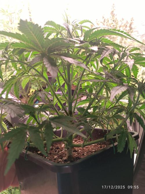 Prova nuova terapia CREAMZILLA. Week 6