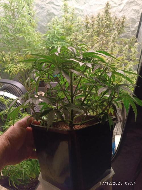 Prova nuova terapia CREAMZILLA. Week 6