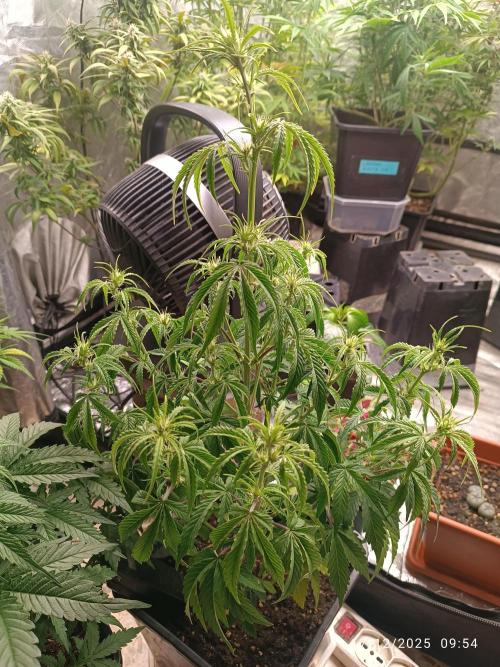 Prova nuova terapia CREAMZILLA. Week 6