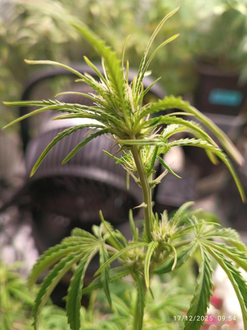 Prova nuova terapia CREAMZILLA. Week 6