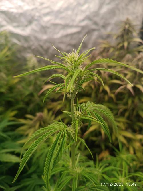 Prova nuova terapia CREAMZILLA. Week 6