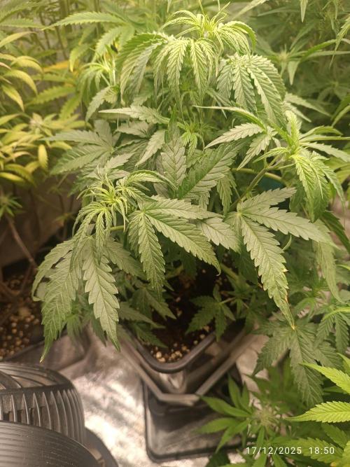 Prova nuova terapia CREAMZILLA. Week 6