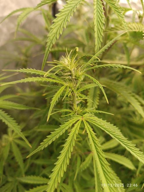 Runtz korngarden Shop. Week 7