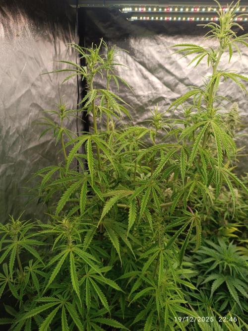 Runtz korngarden Shop. Week 7