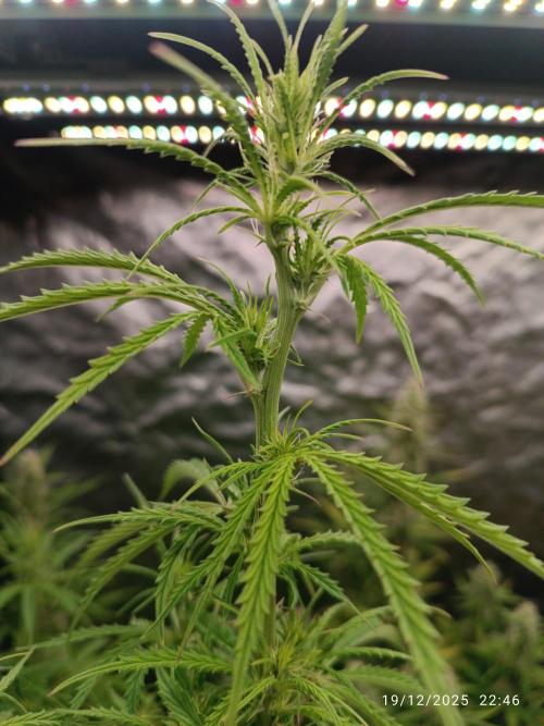 Runtz korngarden Shop. Week 7