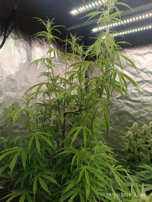 Runtz korngarden Shop. Week 7