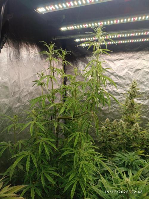 Runtz korngarden Shop. Week 7