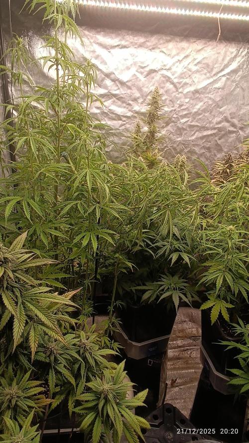 Runtz korngarden Shop. Week 7