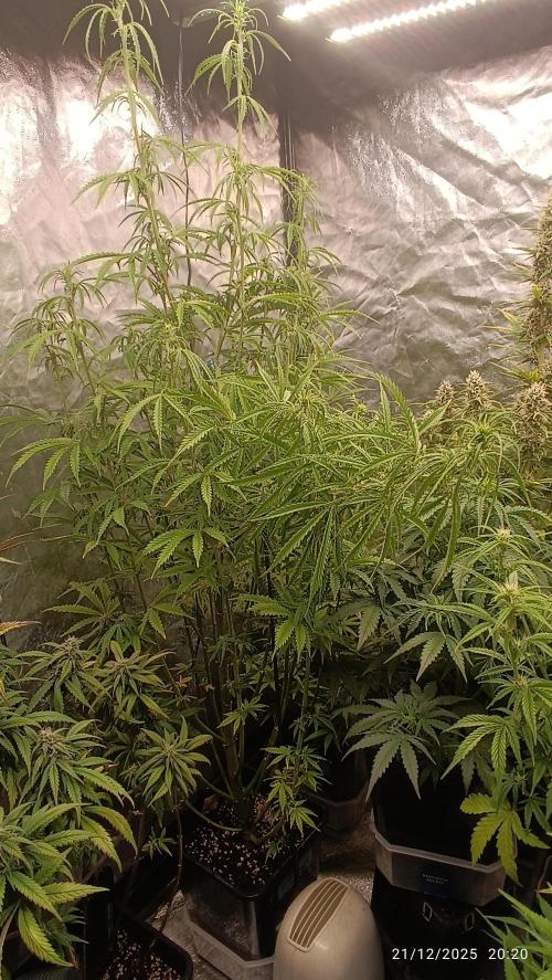 Runtz korngarden Shop. Week 7