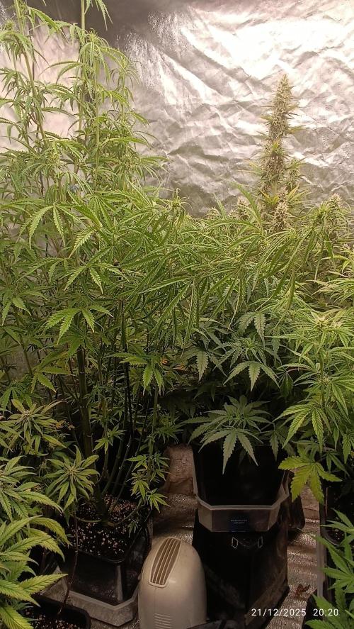 Runtz korngarden Shop. Week 7