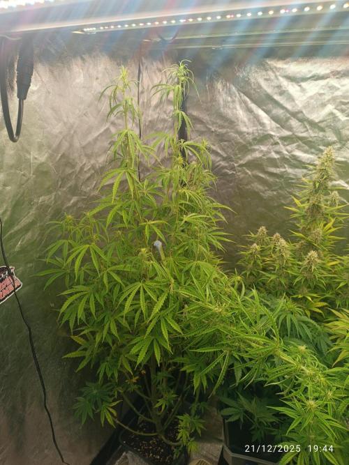 Runtz korngarden Shop. Week 7