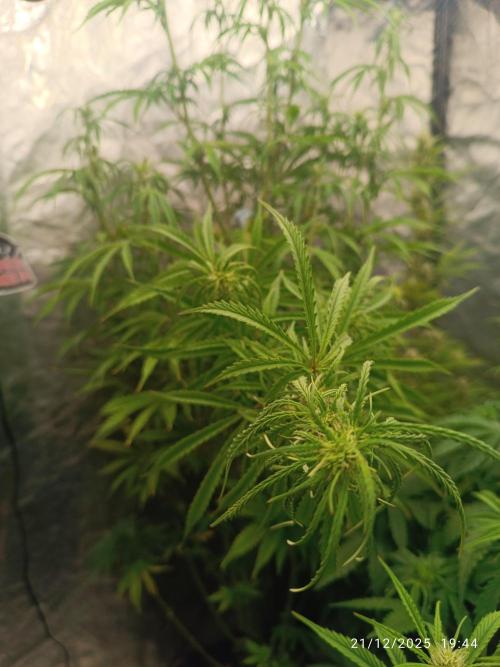 Runtz korngarden Shop. Week 7