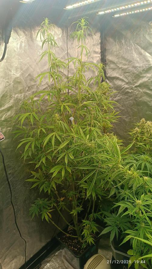 Runtz korngarden Shop. Week 7