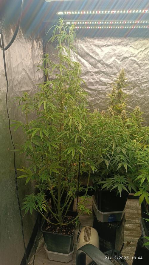 Runtz korngarden Shop. Week 7