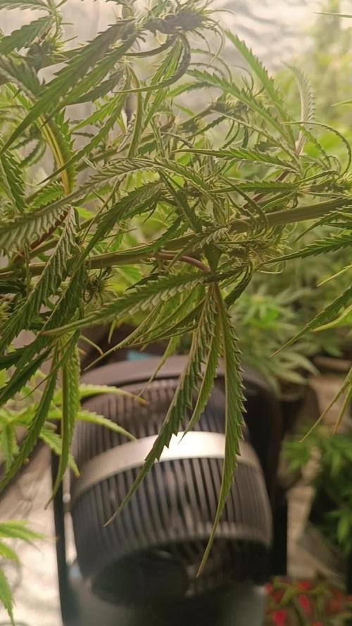 Runtz korngarden Shop