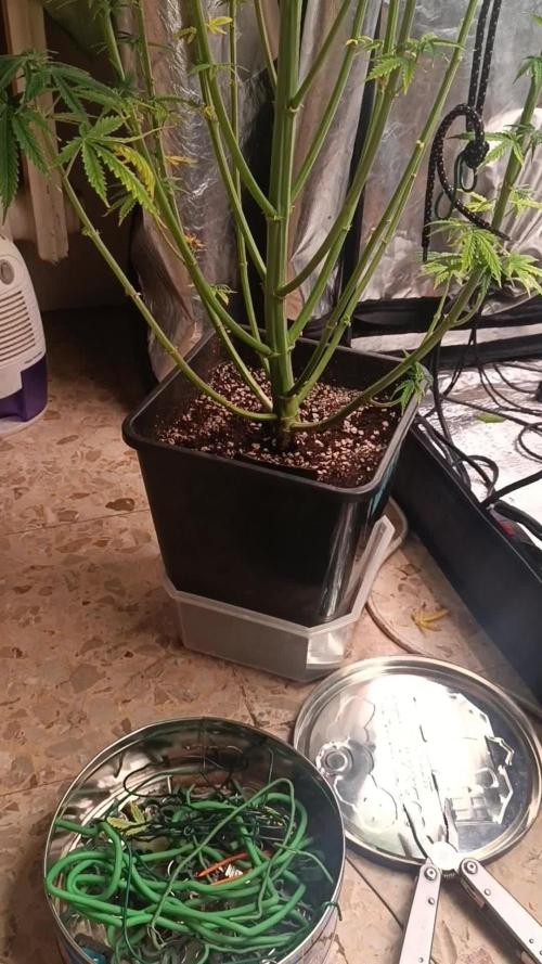 Runtz korngarden Shop